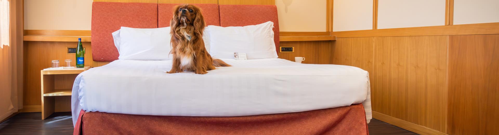 Pet-Friendly Hotel
