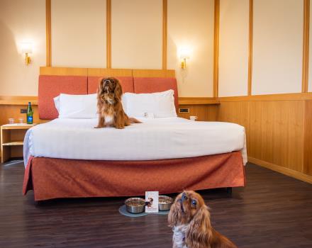 Pet-Friendly Hotel