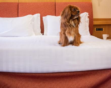 Pet-Friendly Hotel