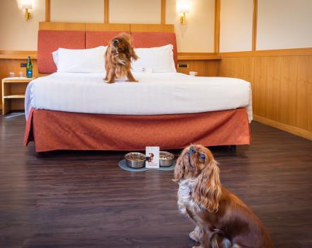 Pet-Friendly Hotel