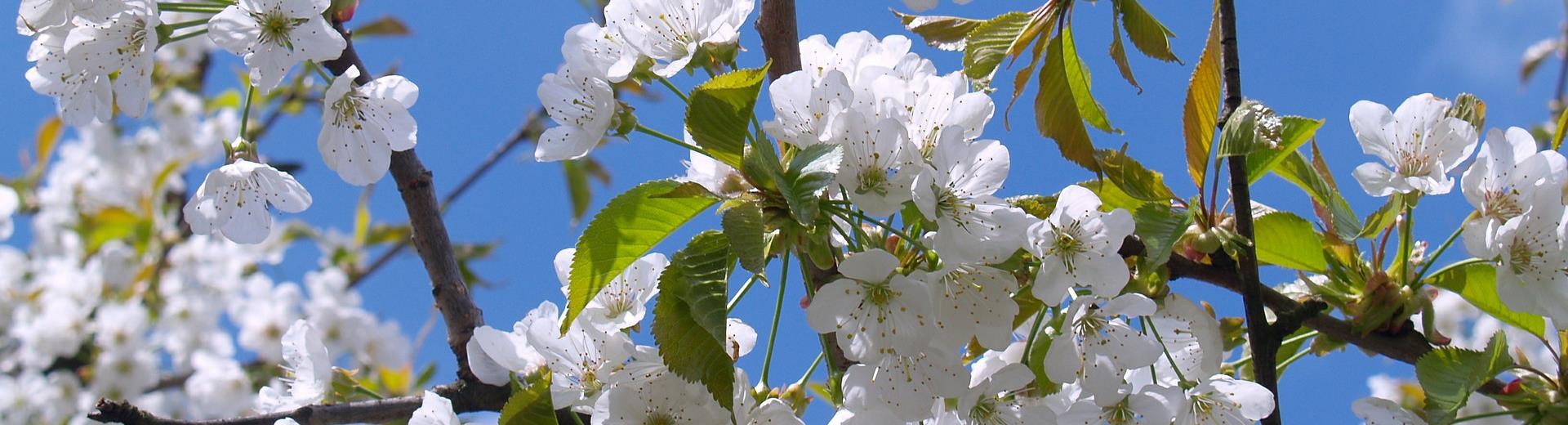 Offerta Ponti di Primavera a Roma - BW Hotel President Roma 3 stelle