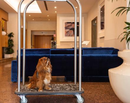 Pet-Friendly Hotel